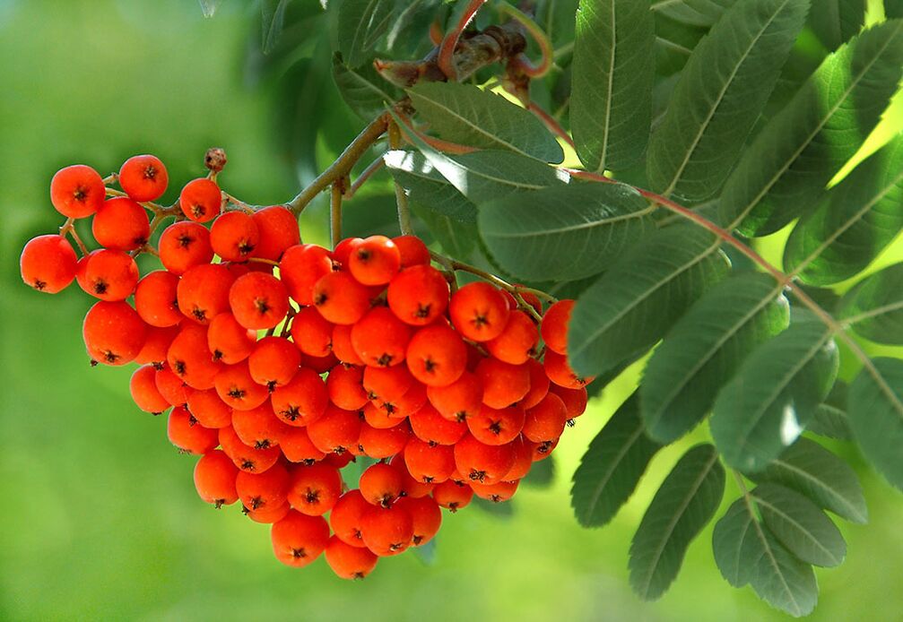 Les feuilles de Rowan sont utilisées comme compresse sur les ongles atteints de champignons. 