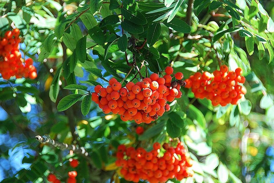 Rowan part dans la lutte contre les champignons